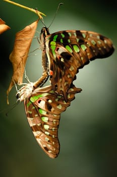 Butterflies mating,Curly jay,Graphium agamemnon