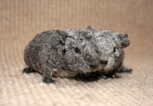 The first guinea pigs of 2009
