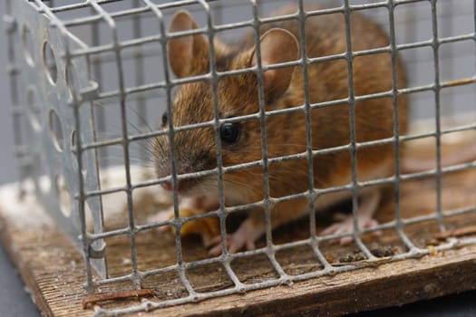Mouse Caught Alive
