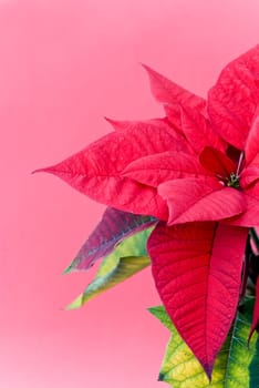 Poinsettia Euphorbia pulcherrima