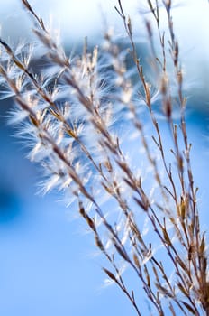 Winter Grass