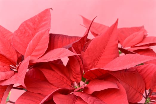 Poinsettia Euphorbia pulcherrima