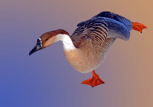The swan goose (Anser cygnoides) belongs to the Central Asian faunal circle. Swan geese were probably kept in China over 3,000 years ago. In Europe,there is a free-living population in the Rhine-Neckar region. In Heidelberg you will find