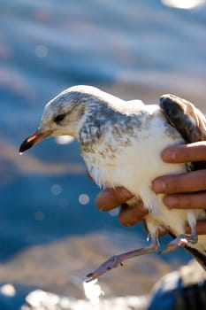 Injured Seagull