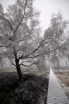Winter in the High Fens