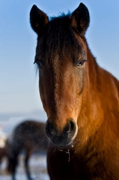 Andalusian