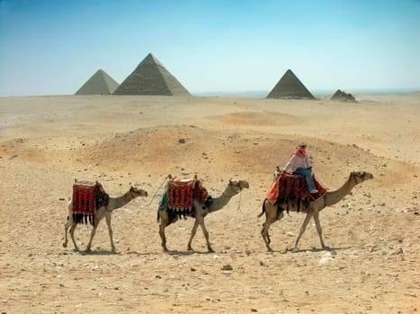 Three camel caravan going through the sand desert near pyramid in the Egypt - Ca