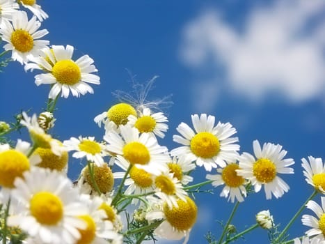 Camomile with blue sky - matricaria recutita