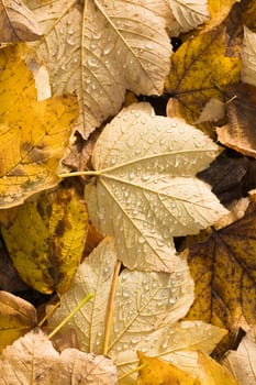 Fallen leaves with waterdrops
