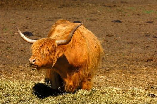 Scottish Highland cattle