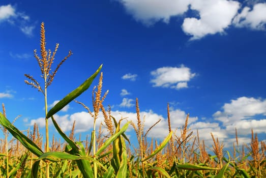 Corn field