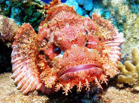 Scorpionfish on the lookout.