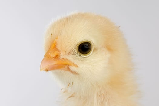 Yellow little chicken