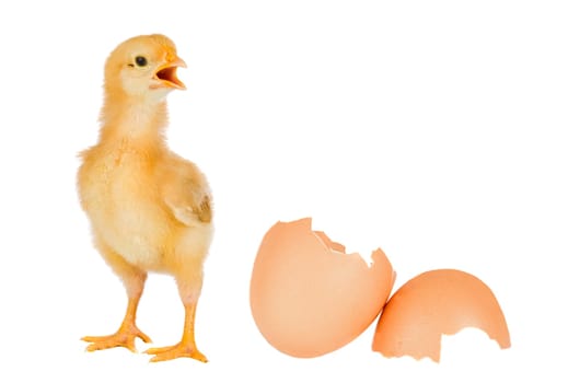 Chicken yellow with broken eggshells
