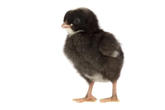Black little chicken