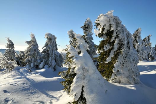 Icy fir trees in the Harz Mountains.