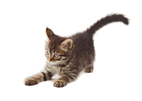 Adorable cat