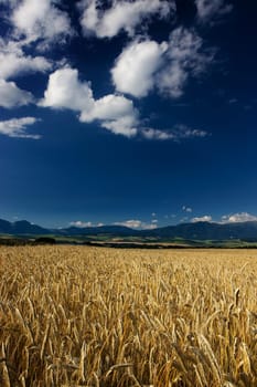 Wheat field in the wind with blue sky