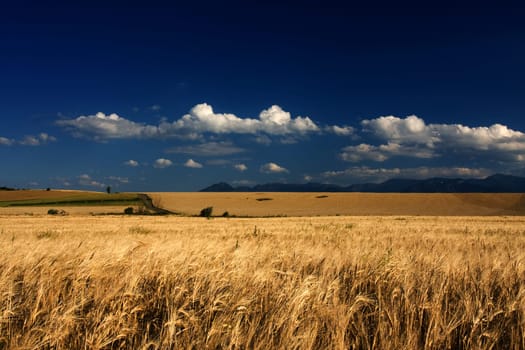 Wheat field in the wind with blue sky