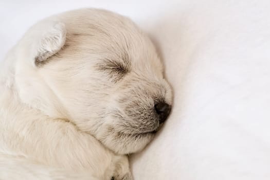 Sleeping puppy