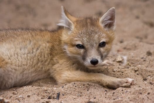 Young swift fox looking