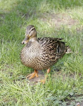 Duck