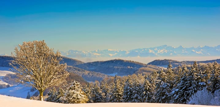 View of the Alps
