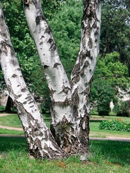 birch tree in green park in town