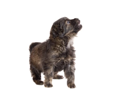 Cute puppy dog brown