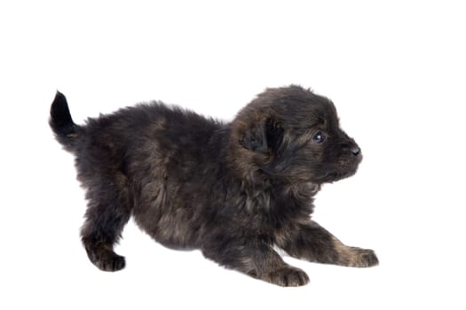 Cute puppy dog brown