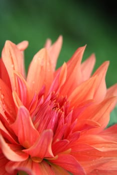 Fresh Dahlia