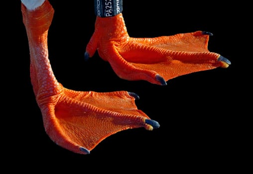 Typical webbed foot (Pes natatorius) in the swan goose: Waterfowl (such as ducks or geese) have particularly distinctive,widened feet,in which skins grow between the toes that improve propulsion in the water.