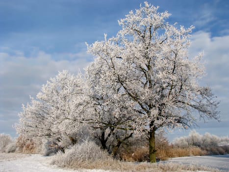 Winter landscape with trees