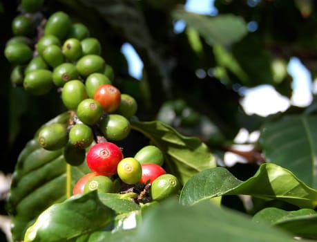 Coffee beans