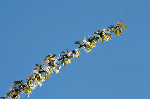 in blossom