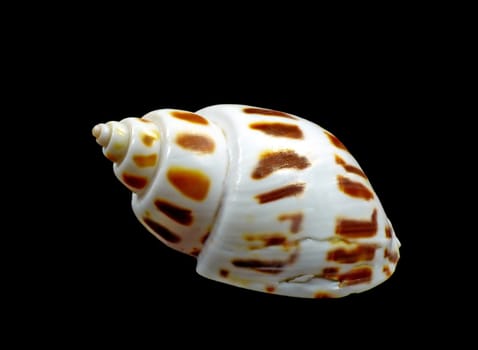 Babylonian Tower: The checkered helmet snail or Babylonian tower snail (Babylonia areolata) is about 4 cm tall. Its white snail shell has gently rounded coils with spirally arranged reddish-brown spots. The snail arrives in the coasts