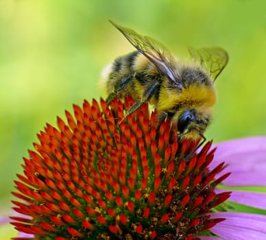 Spiked on prickly: Bumblebee on Echinacea purpurea