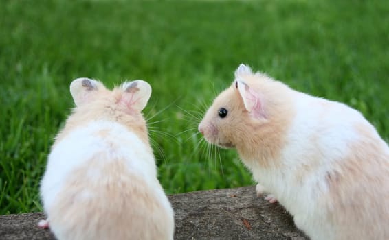 Hamsters in love