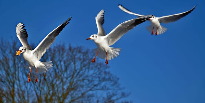 Gulls