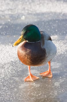 Funny Male mallard standing on the ice
