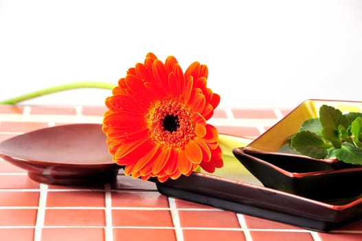 Wellness Gerbera Blossom