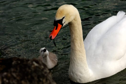 Mute swan with chick