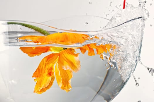 Flower in water