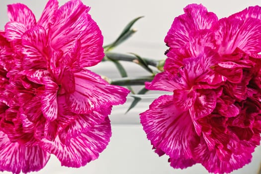 two pink flowers