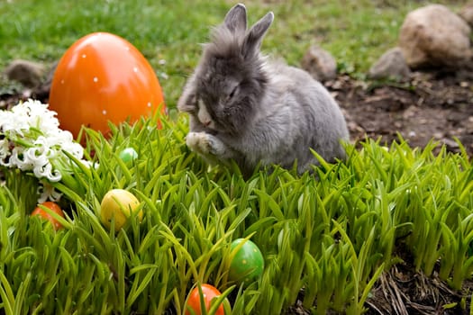 Bunny grooming himself