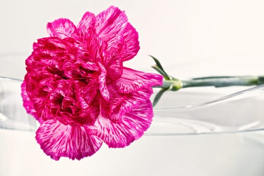 pink flower