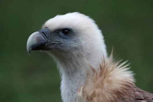Griffon VulturePortrait