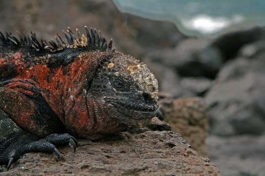 Galapagos II