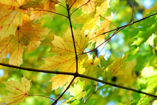 Autumn fall maple leaves