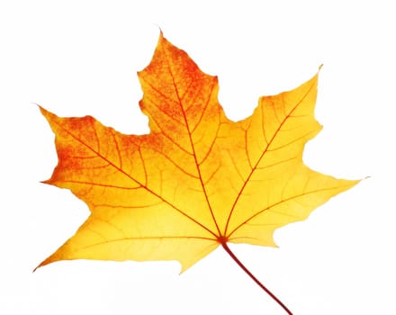 Maple leaves